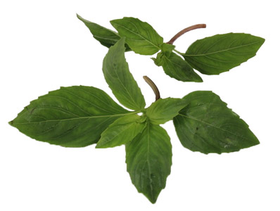nutrition02-in.jpg